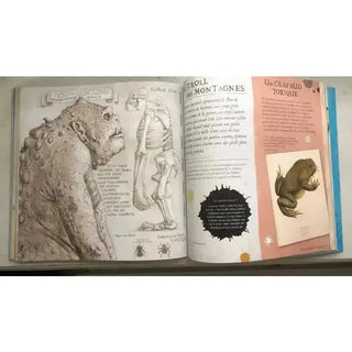 Harry Potter à la découverte de la Magie -  La boutique Aux 2 Balais